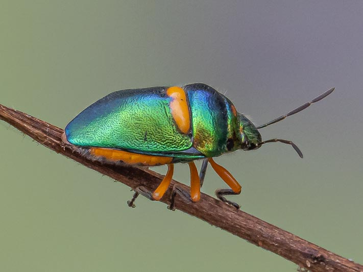 Lampromicra senator (Green Jewel Bug).jpg